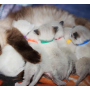 Colliers chiot et chaton 4 pups ID collars (lot de 12 couleurs)