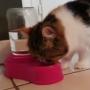 Distributeur d'eau anti bactérien pour chat et chien 1 litre