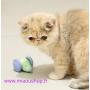 Souris-interactive-pour-caht-et-chaton