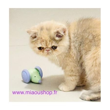 Souris-interactive-pour-caht-et-chaton