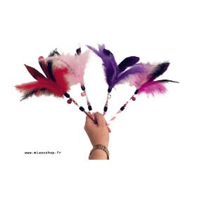 Plumeaux-folie-chat-chaton