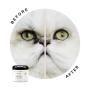 Lingettes Eye Envy imbibées pour chat