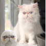 Starter Kit Eye Envy Chat