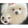 Starter Kit Eye Envy Chien