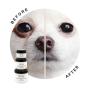 Starter Kit Eye Envy Chien