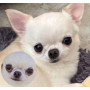Starter Kit Eye Envy Chien