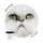 COMMENT NETTOYER LES YEUX DES CHATS ET CHIENS ?