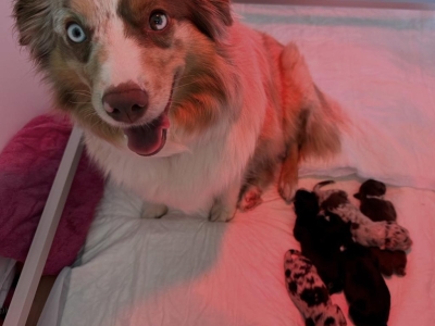 Comment préparer la mise bas de la chienne ?