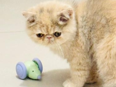 Le top 5 des jouets pour chat